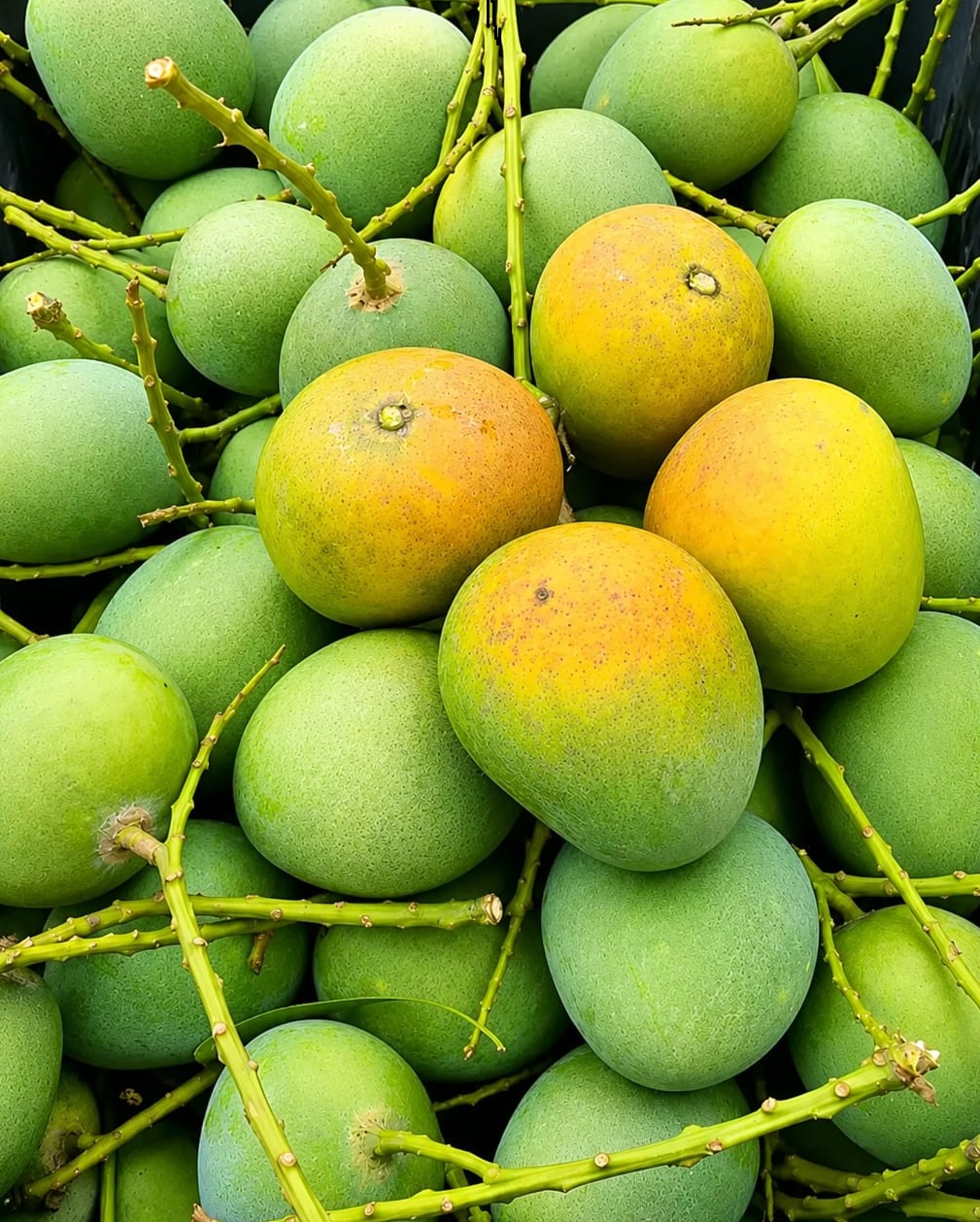 Fresh Mango