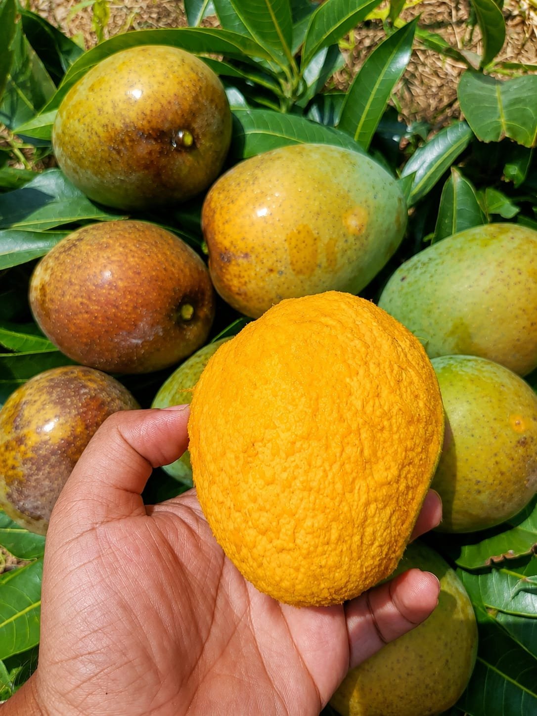 mango2.jpg