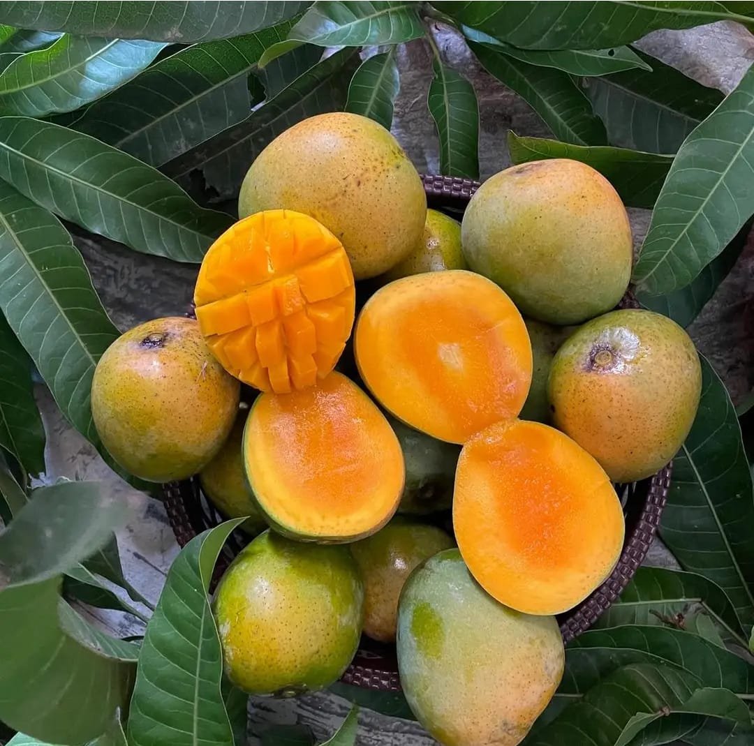 mango4.jpg